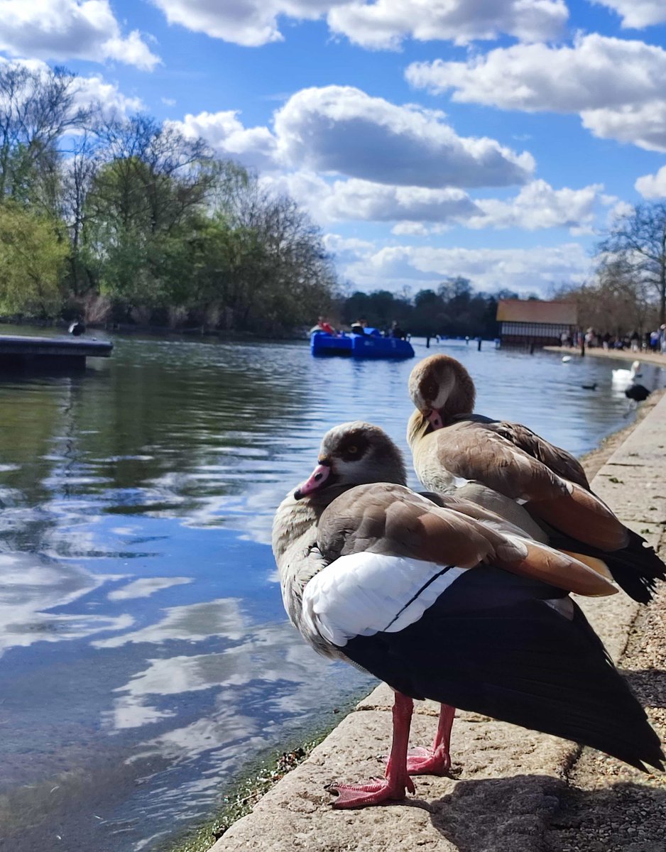 Tanks🇬🇧ロンドン tweet media