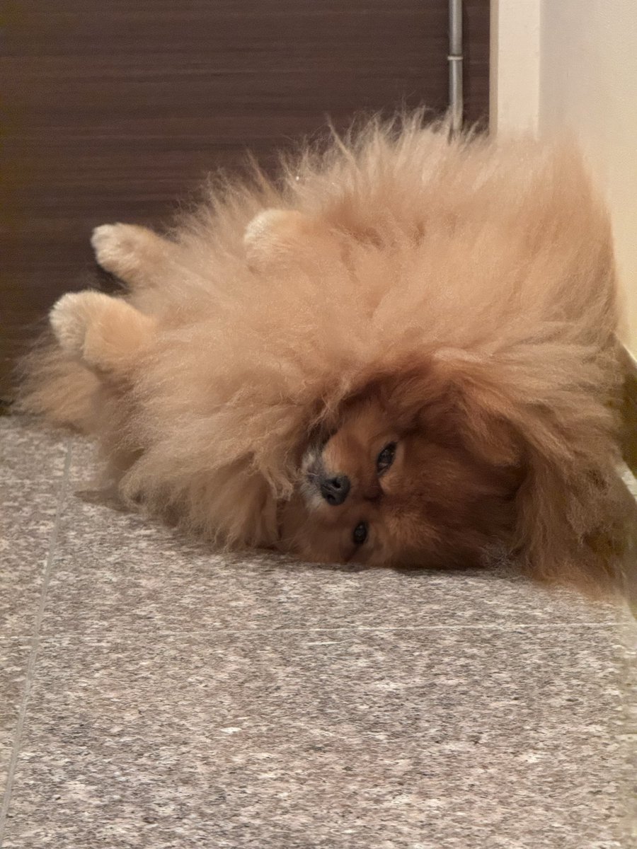 ポメラニアン tweet media