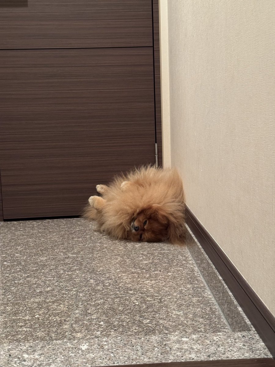 ポメラニアン tweet media