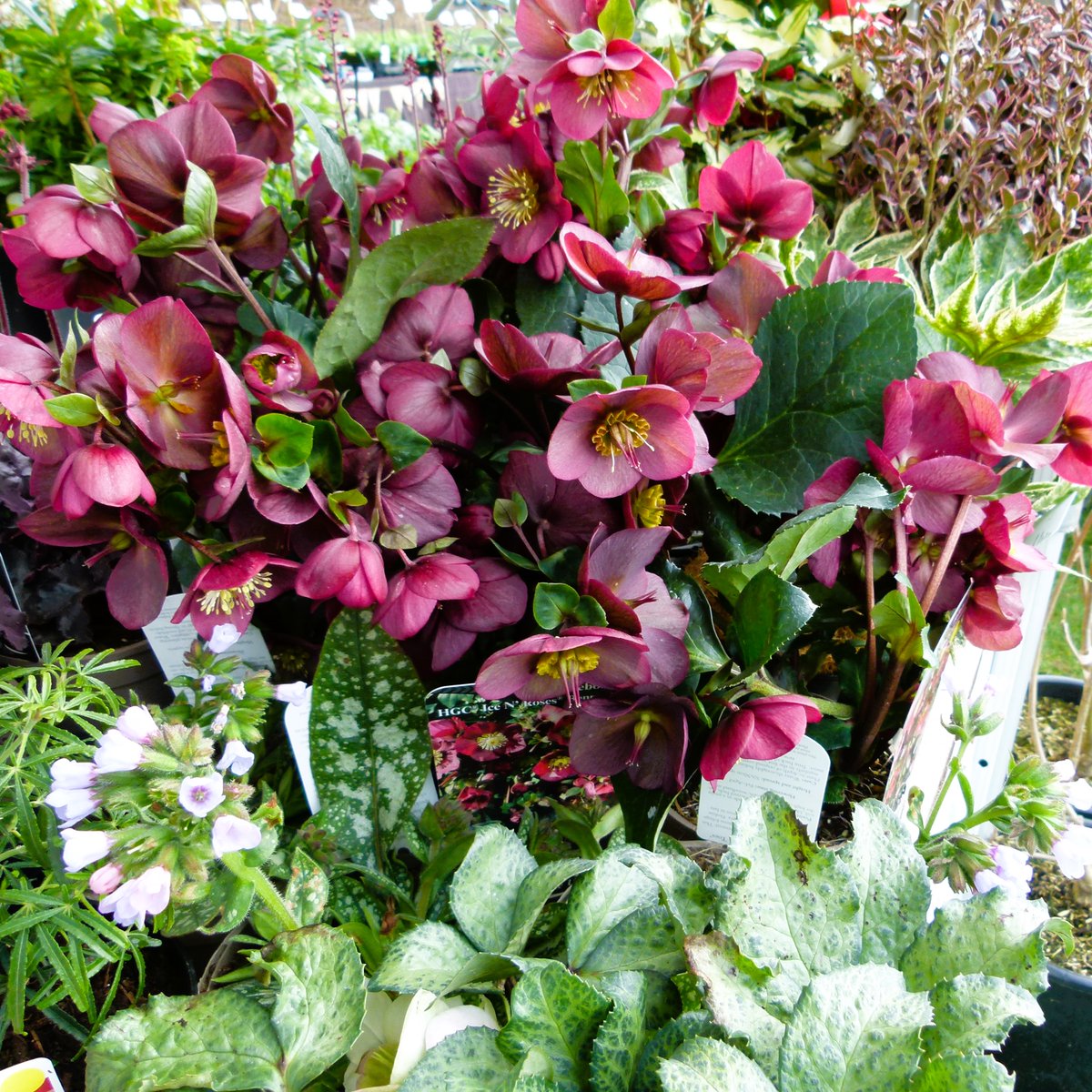 Plant Hunters Fairs tweet media