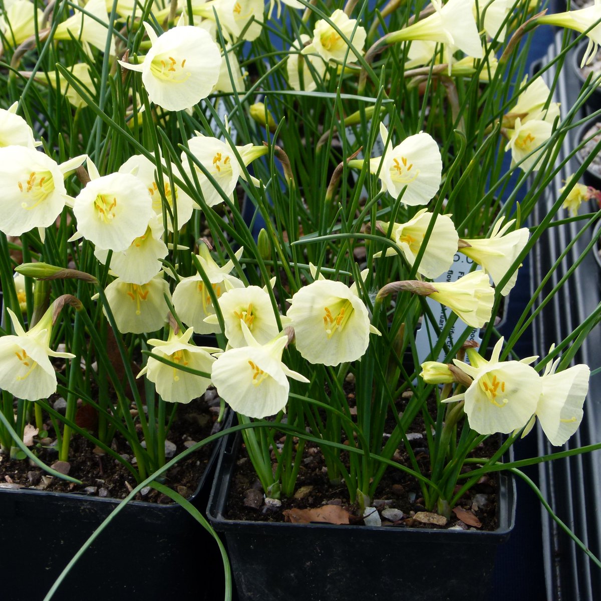 Plant Hunters Fairs tweet media