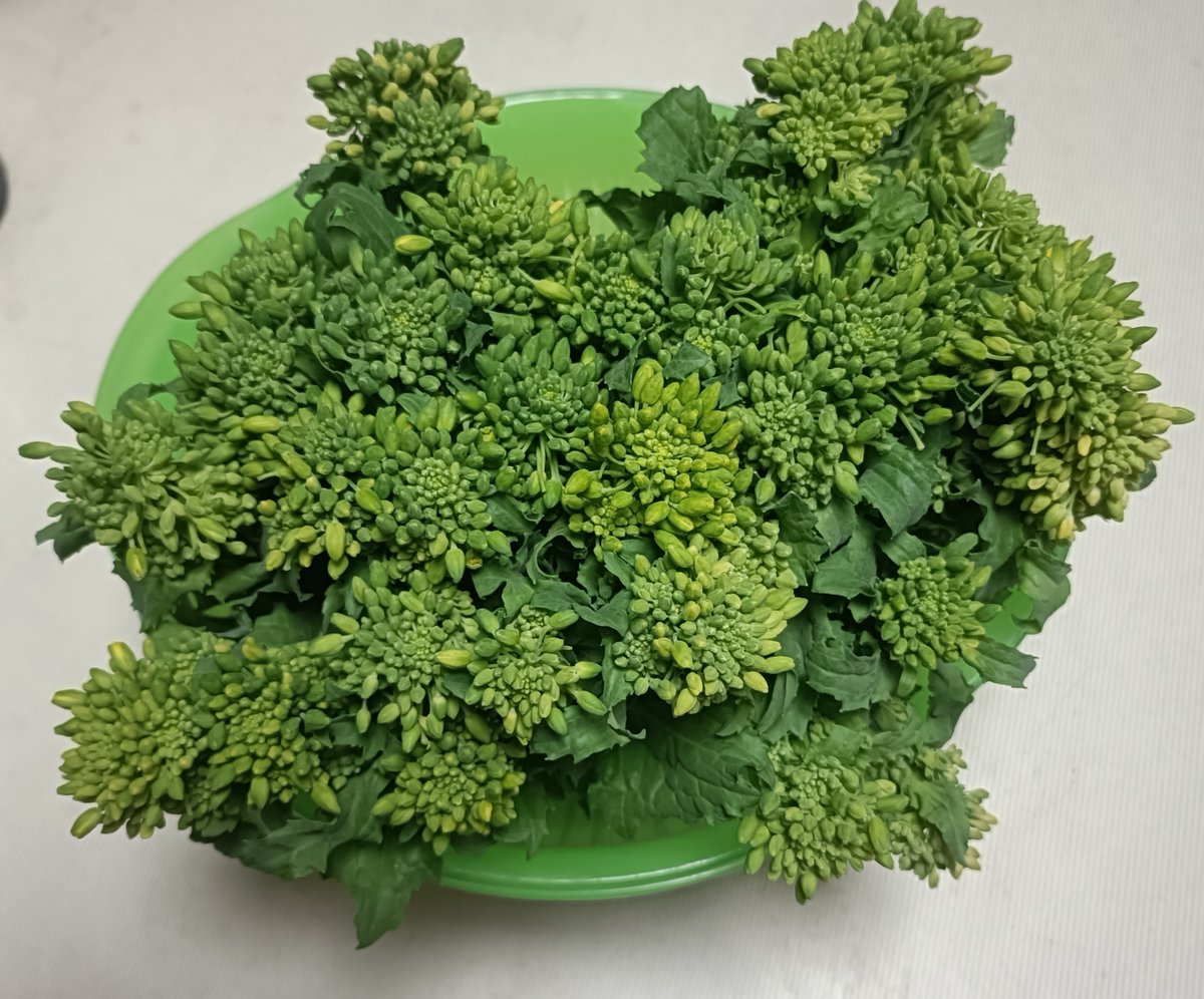 東洋オリーブ tweet media