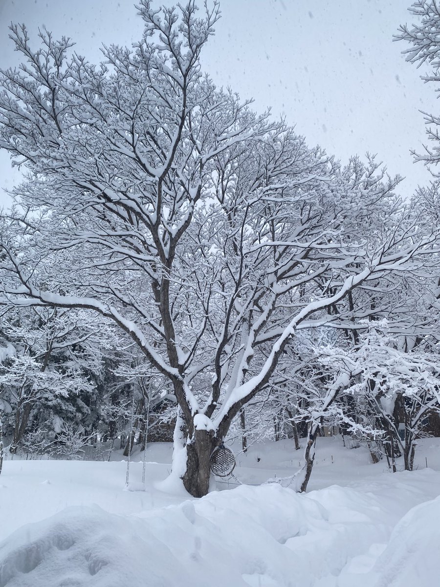 ruccorala's tweet photo. 10時半→16:30
ずっと降り続けてる https://t.co/UKJL3EYJGx