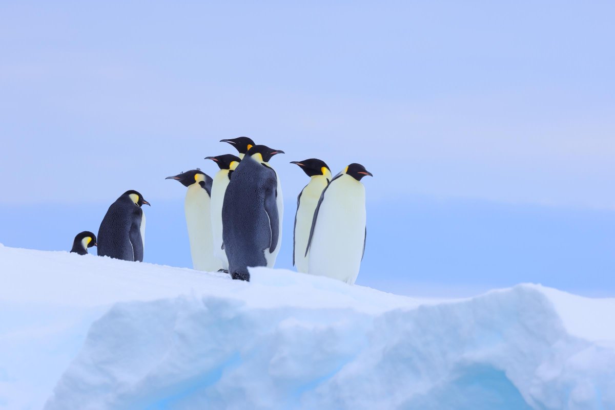 OceanwideExpeditions tweet media