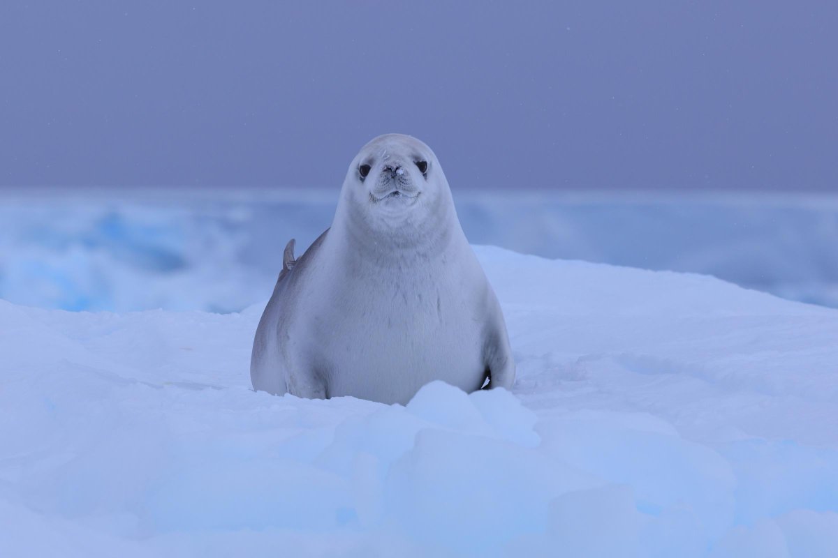 OceanwideExpeditions tweet media