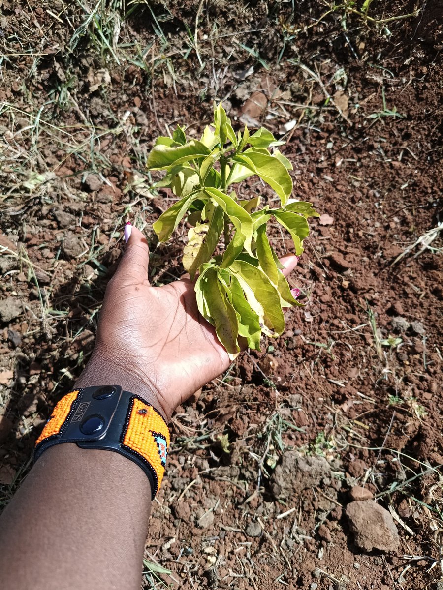 3E_Africa tweet media