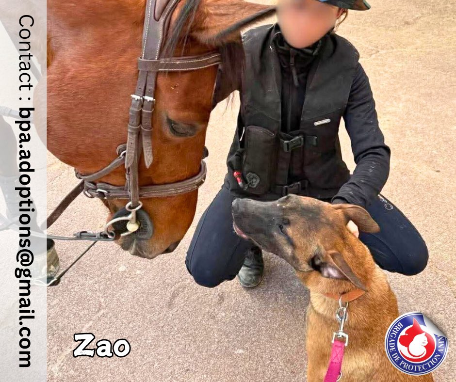 Brigade de Protection Animale – BPA tweet media