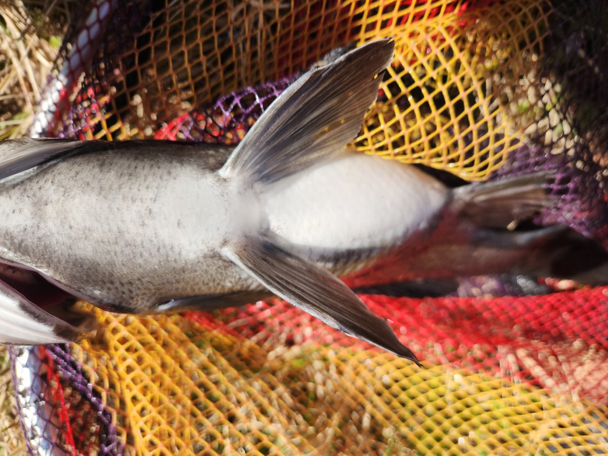 ツヨっさん tweet media