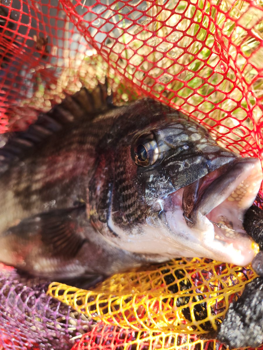 ツヨっさん tweet media