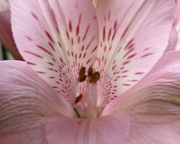 𝗅𝖺𝗏𝗂𝗎𝗇𝖺. tweet media