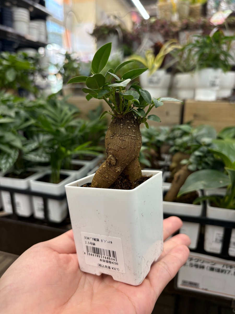 おはようございます⚙ プチサイズの観葉、かわいいです🌱 どれを買お