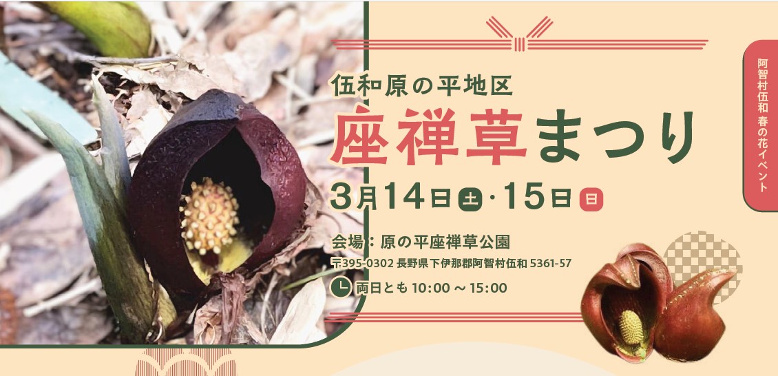 achimura_star's tweet photo. 春の訪れを告げる花「ザゼンソウ」が咲く季節🌿
 阿智村・原の平座禅草公園で「原の平地区座禅草まつり」を開催します。

豚汁のふるまいや地元野菜の販売など、里山の春を楽しめる2日間。
 頭巾をかぶったお坊さんのような姿のザゼンソウにもぜひ注目ください。

📅3/14(土)・3/15(日)
 🕐10:00～15:00