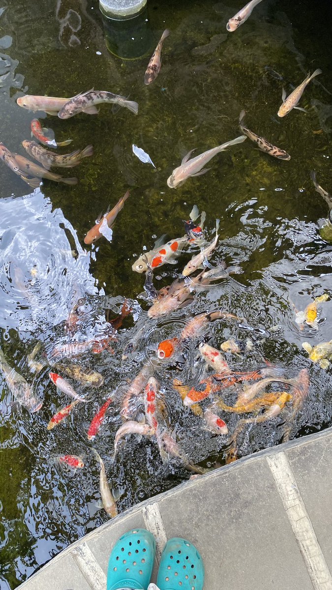 maya kuliahan tweet media