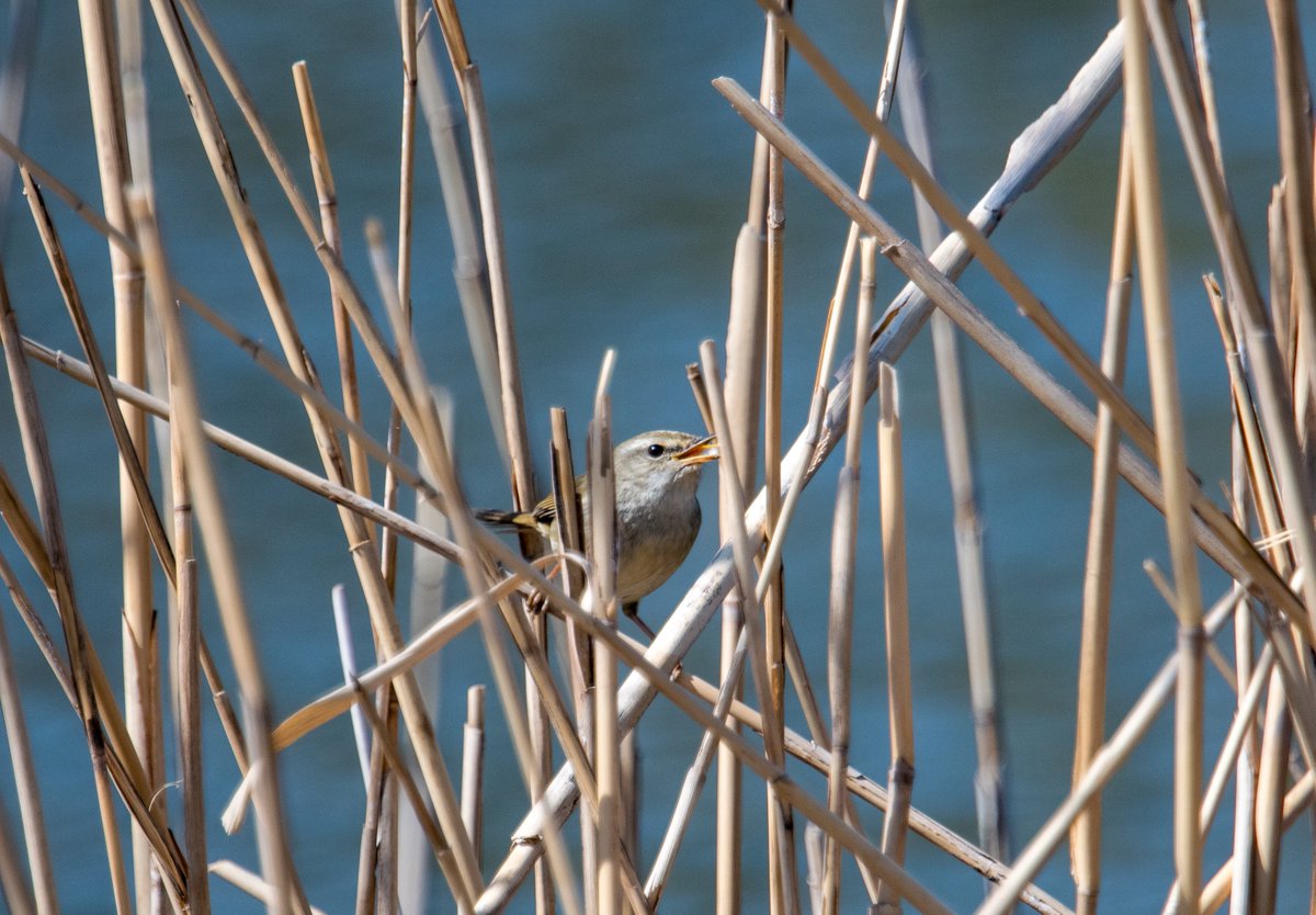 FukuShin tweet media