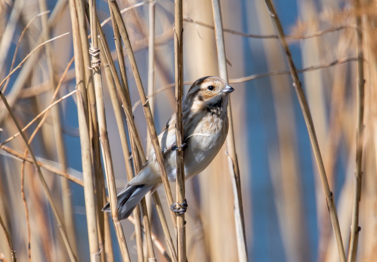 FukuShin tweet media