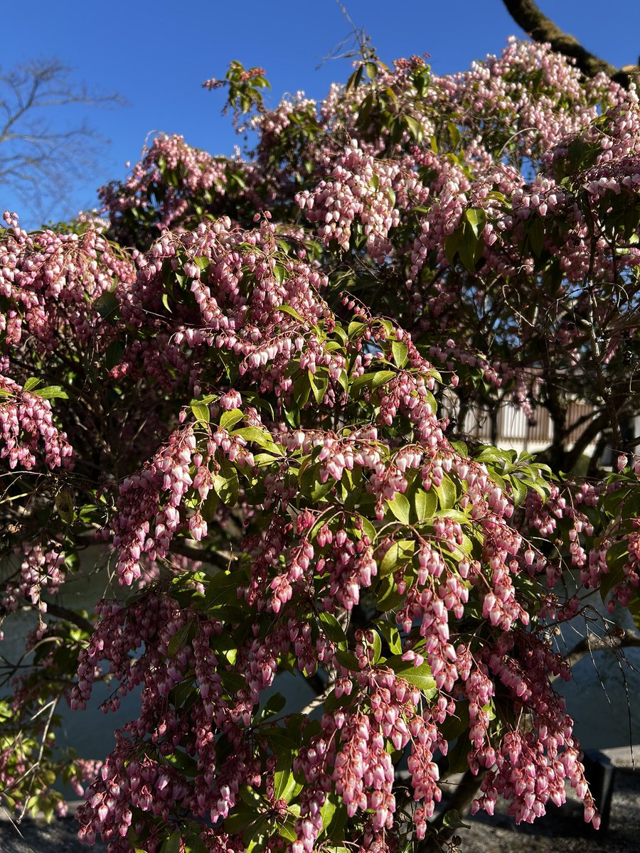 マルヤマタケシ tweet media