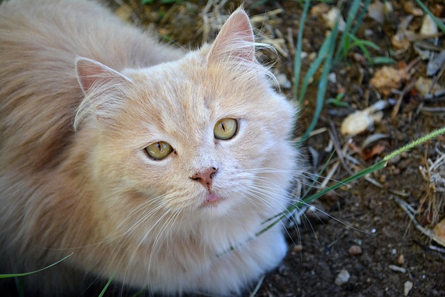 Victoria Campbell tweet media