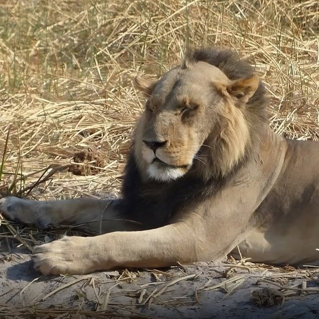 Leão calvo é encontrado na África e viraliza nas redes.