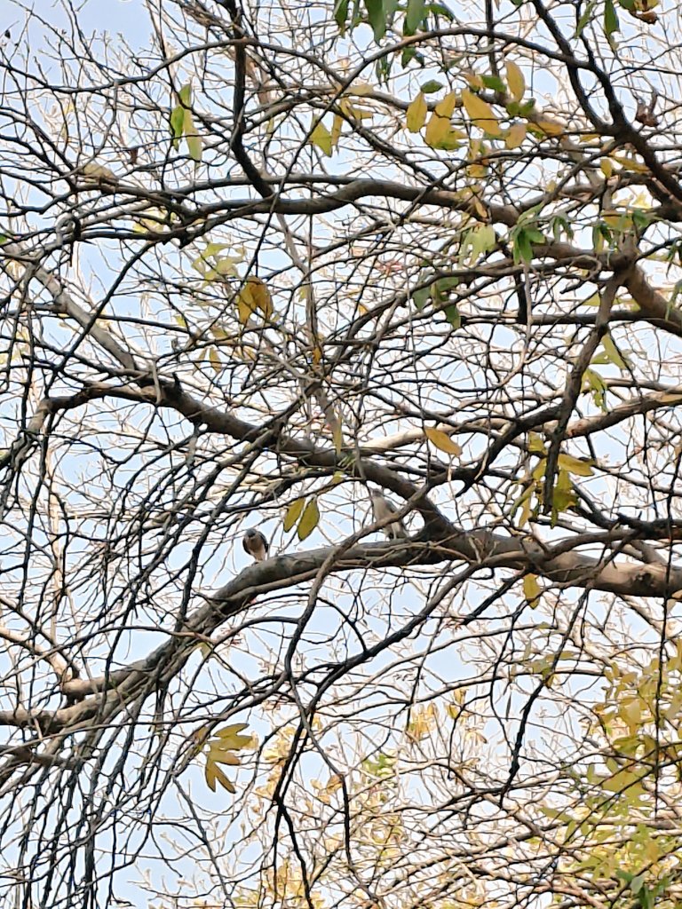 S_RoyPradhan's tweet photo. Look what I spotted at work! 🤩 Two adorable baby falcons chilling in the trees. It’s amazing to see such a diverse ecosystem thriving right here. 🌳🐦 #Wildlife
#workplace #ICMR_NICPR #NICPR https://t.co/74ClGLEYF1