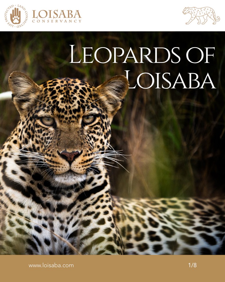 Loisaba Conservancy tweet media