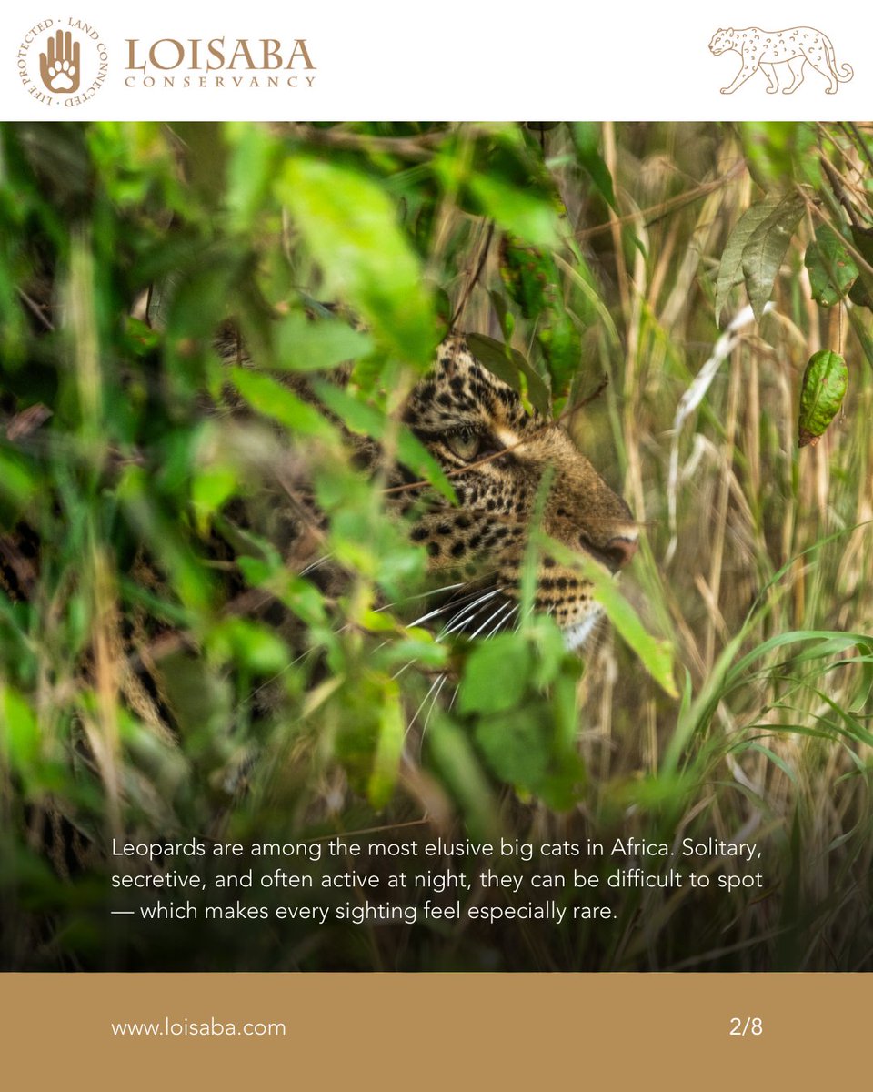 Loisaba Conservancy tweet media