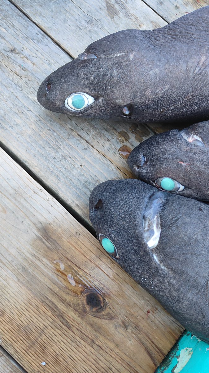 駿河湾で深海ザメ調査。宝石のようなヨロイザメの目は何度見ても印象的です。