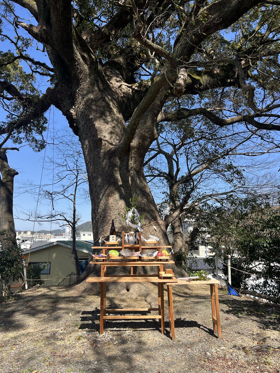 Real_y_J's tweet photo. 樹齢400年超の御神木の剪定作業中に現れた。なぜ伐るんですか？御神木ですよとブチ切れられた。丁重にご説明させていただいたが、御神木ですよのいってんばり。御神木パワーは、あそこまで人の心を突き動かす。恐るべし御神木パワー。 #御神木 #ブチ切れ案件 https://t.co/laRuqR3VI5
