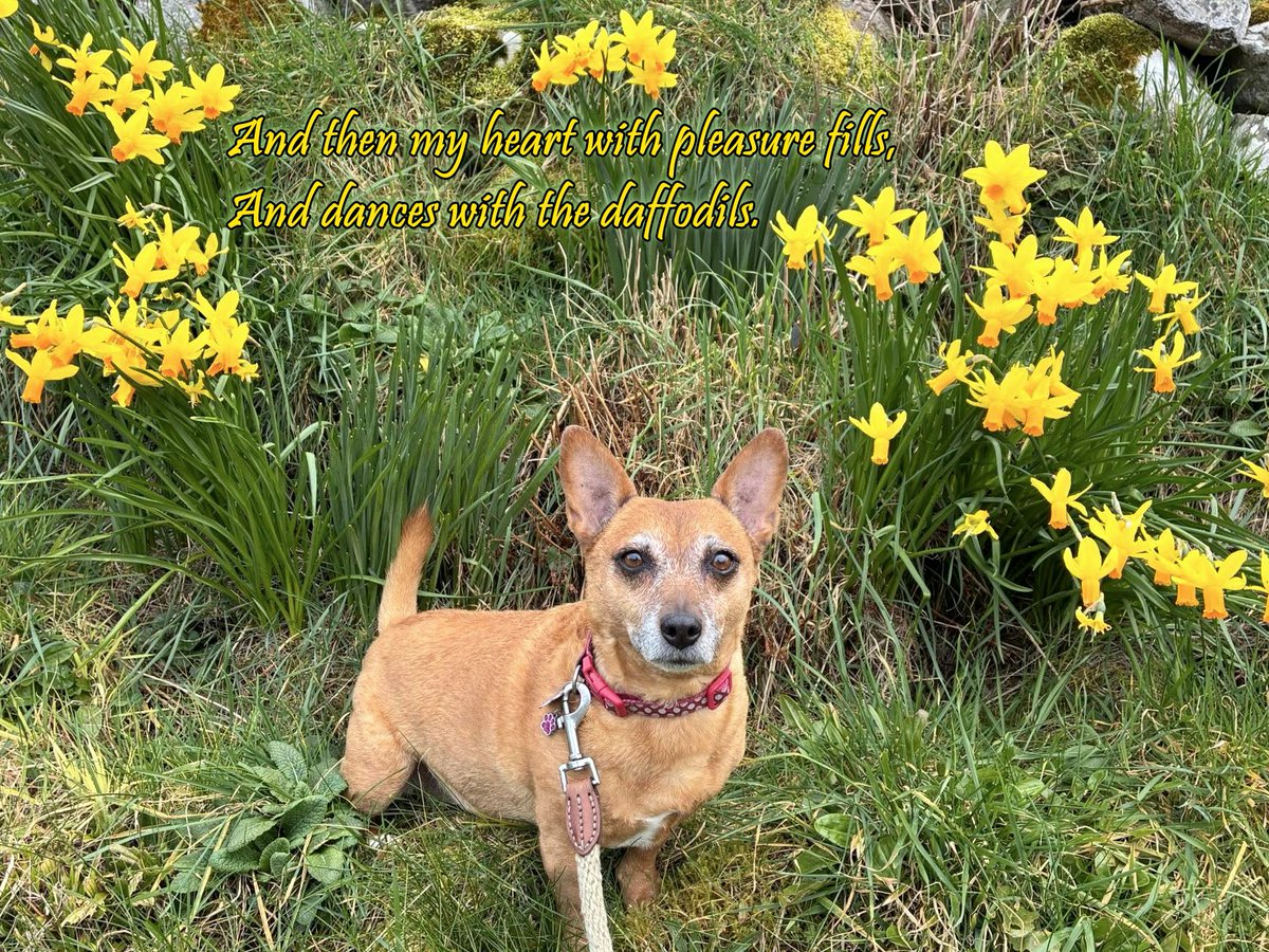 welovedonegal's tweet image. #RubyBeag #dogs #Donegal