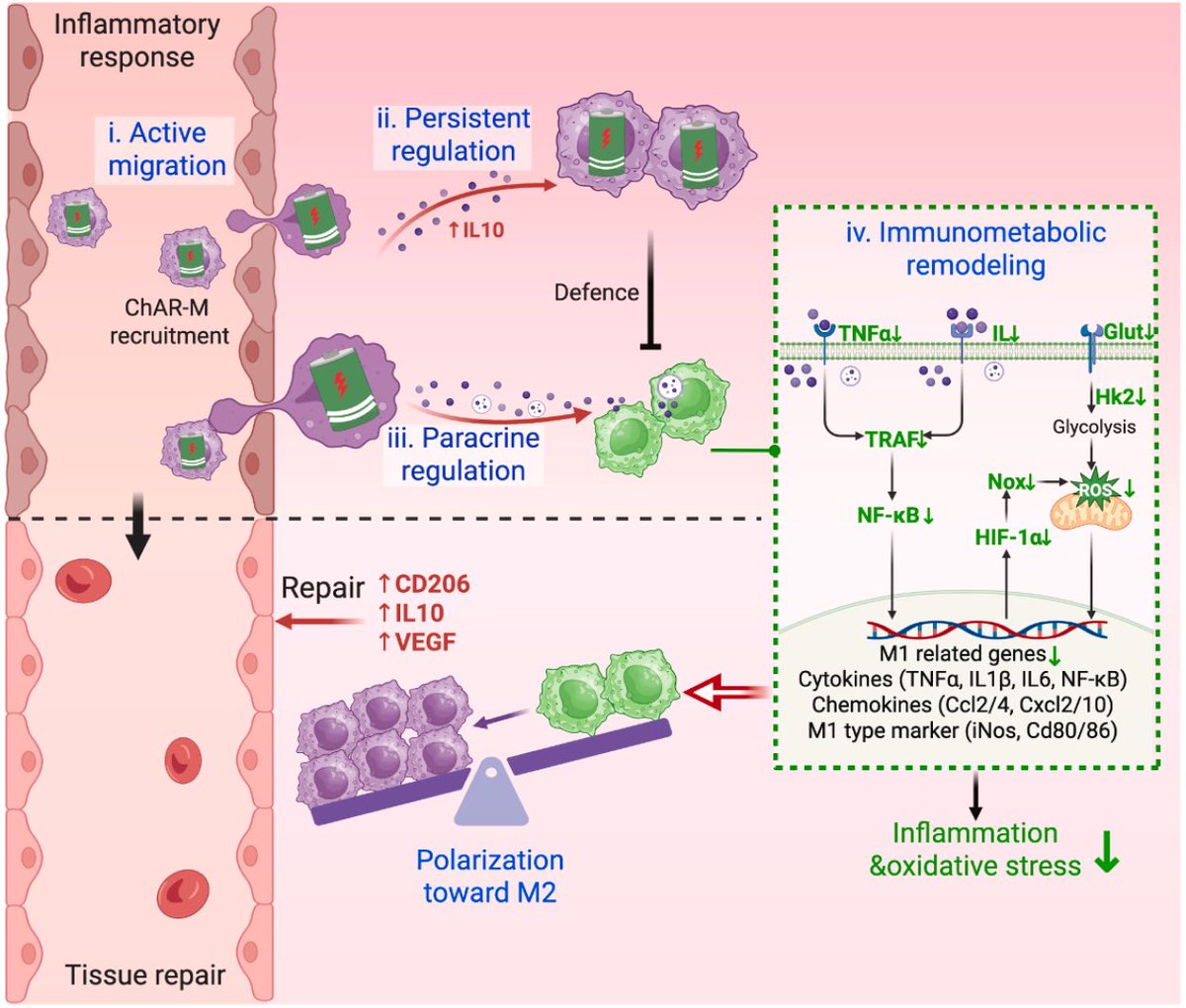 xiangdongonly's tweet photo. Check out our lasted work about using adoptive macrophage to treat sepsis in Cell Biomaterials. #Sepsis #adoptivemacrophage https://t.co/py0eJHp5yk