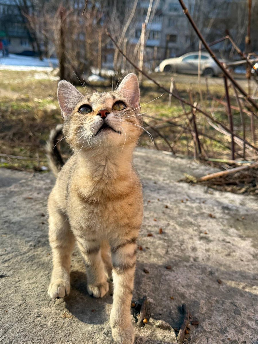 binas1976's tweet photo. Тернопіль!!!
Кішка яку викинули в коробці в парку досі на вулиці 
Назвали її Рися
Вуличні котики б'ють її не приймають
Кішка дуже активна як рись по деревах скаче 
Потрібно дім або перетримка
Прошу поширення!!!
Ідеально в приватний будинок https://t.co/VjqEHSlUTO