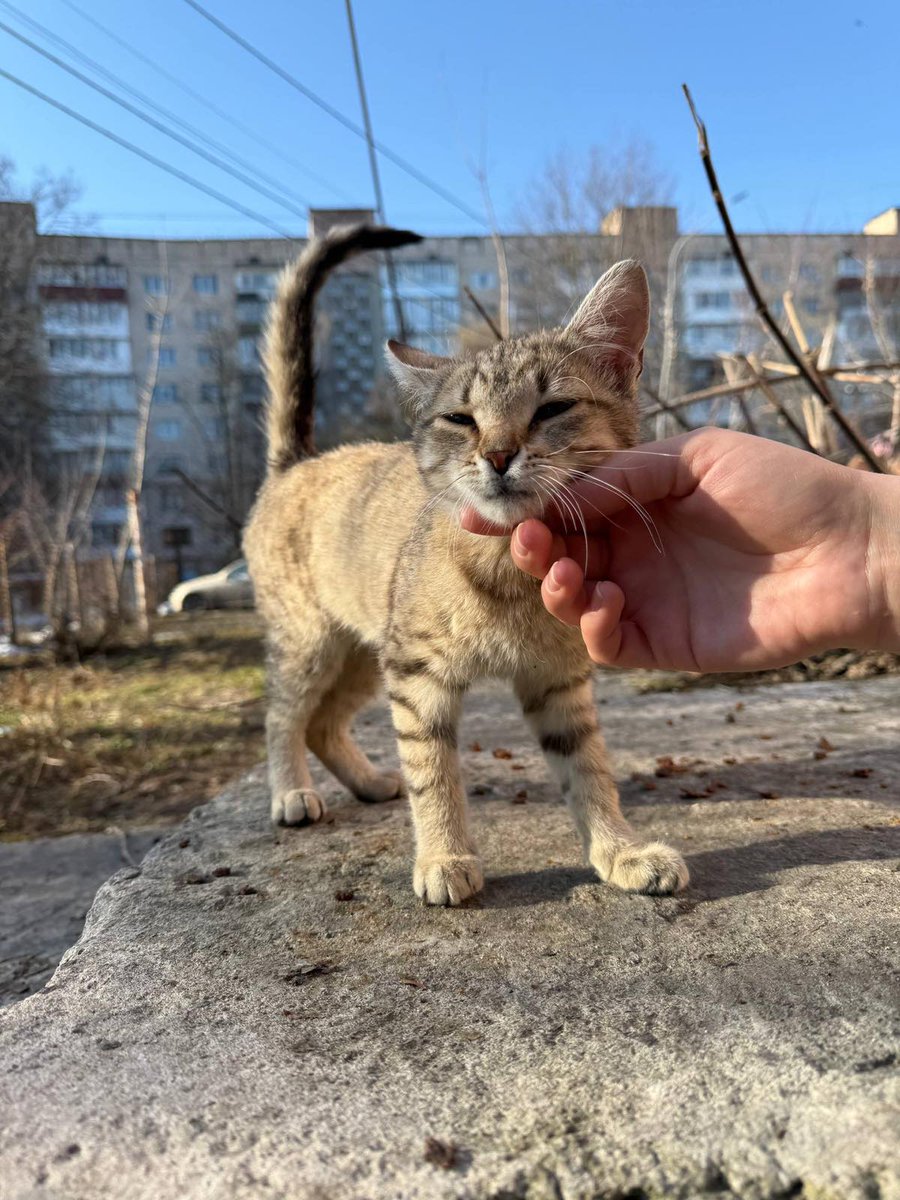 binas1976's tweet photo. Тернопіль!!!
Кішка яку викинули в коробці в парку досі на вулиці 
Назвали її Рися
Вуличні котики б'ють її не приймають
Кішка дуже активна як рись по деревах скаче 
Потрібно дім або перетримка
Прошу поширення!!!
Ідеально в приватний будинок https://t.co/VjqEHSlUTO