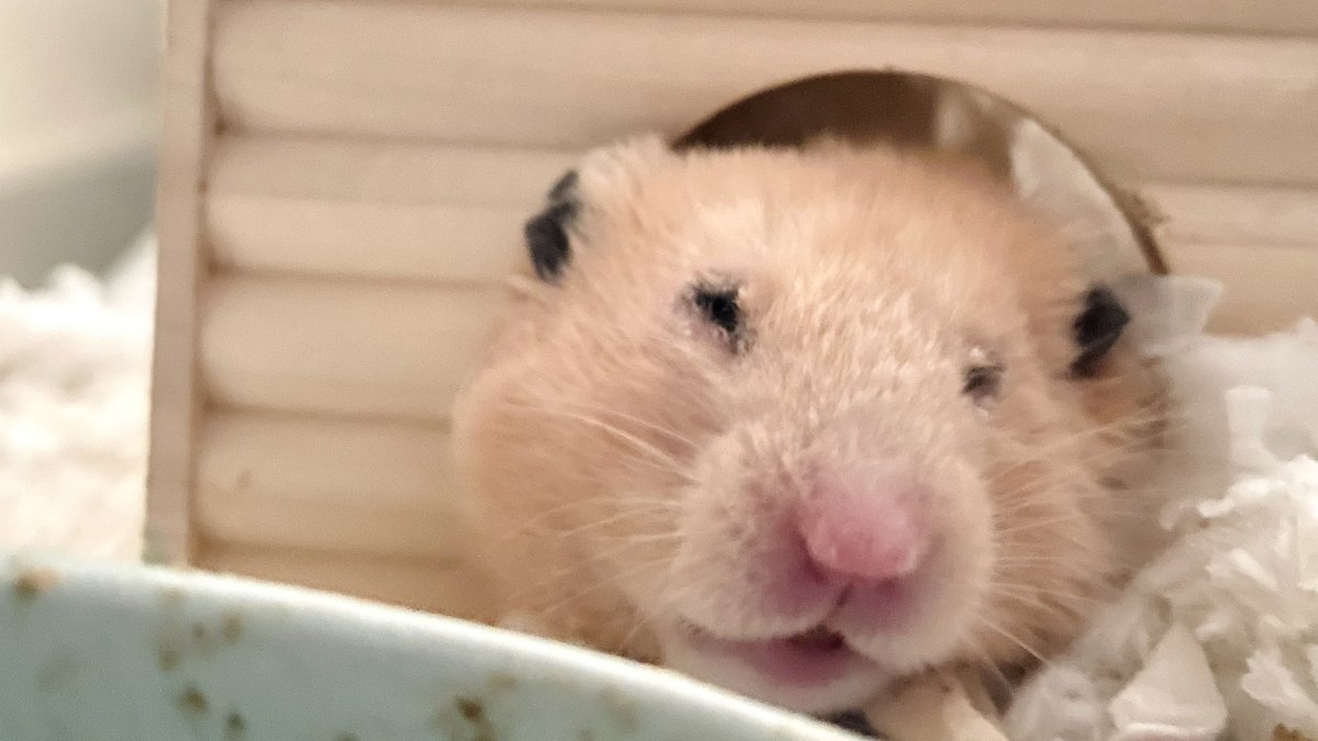 ハムスターという概念 tweet media