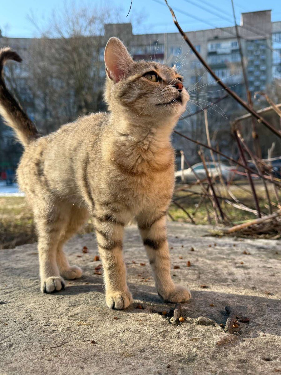 Тернопіль!!!
Кішка яку викинули в коробці в парку досі на вулиці 
Назвали її Рися
Вуличні котики б'ють її не приймають
Кішка дуже активна як рись по деревах скаче 
Потрібно дім або перетримка
Прошу поширення!!!
Ідеально в приватний будинок