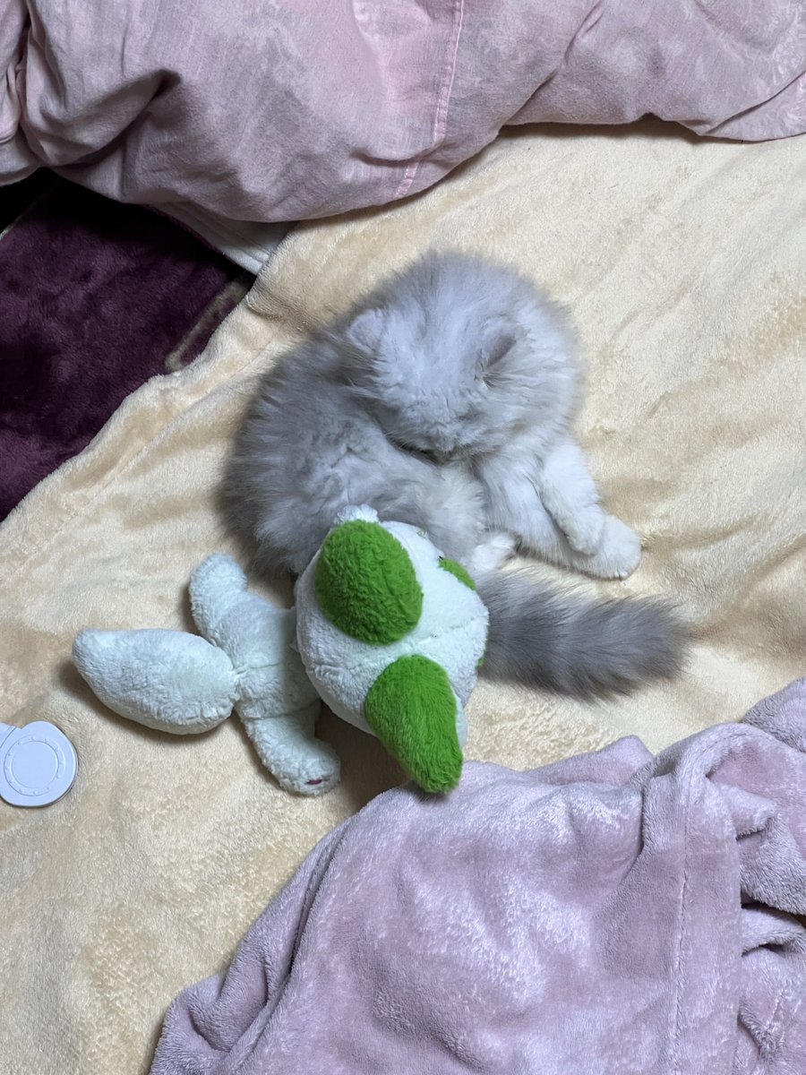 にこん tweet media