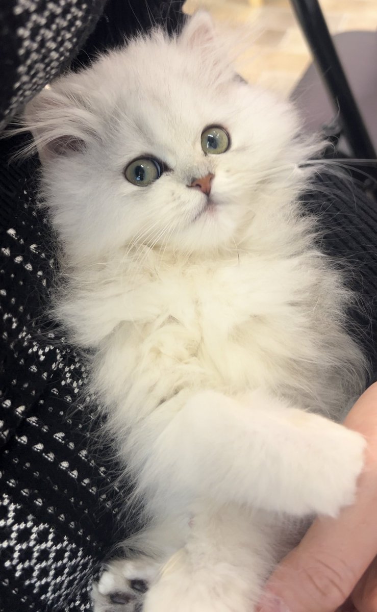 にこん tweet media