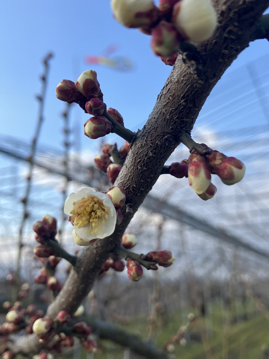 gingerale_555's tweet photo. 梅の開花を確認
春の訪れを感じる https://t.co/DqUDnameBH