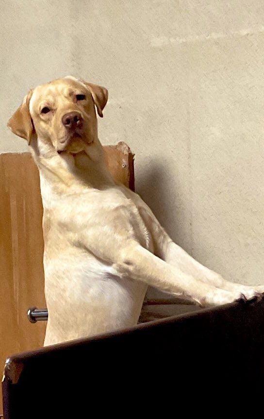 犬がごはんよう食うんでまーた在庫なくなったわ
買ってきます 