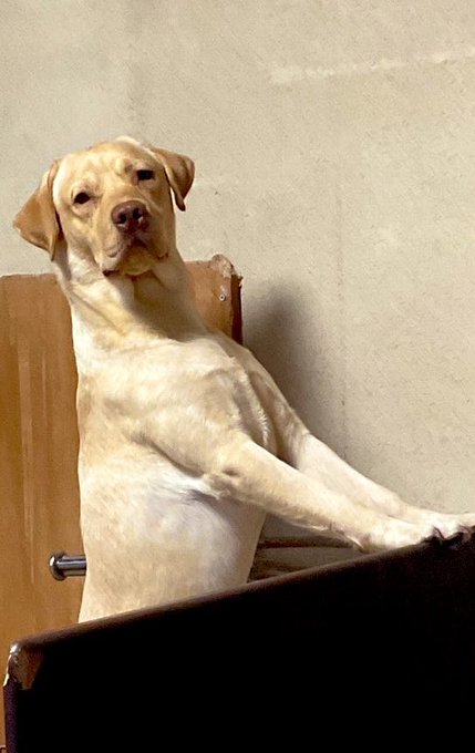 犬がごはんよう食うんでまーた在庫なくなったわ
買ってきます 