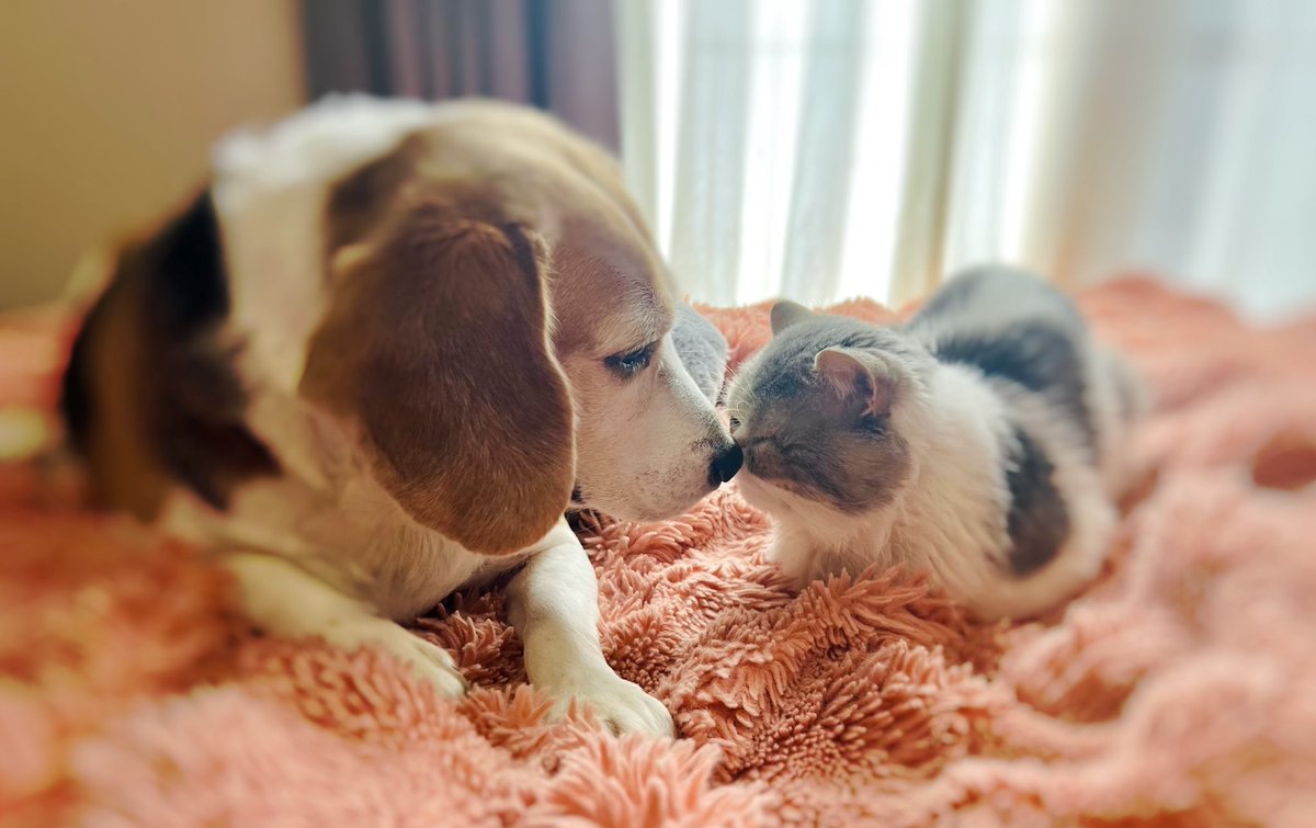 Shoco Sato tweet media