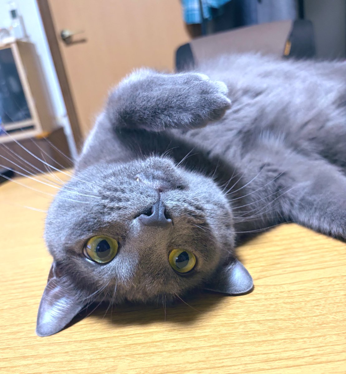 らむ🐱 tweet media