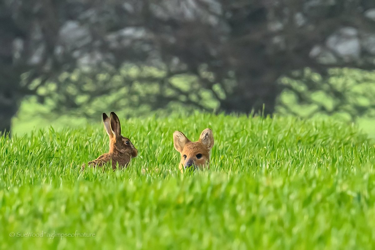 Sue Wood tweet media