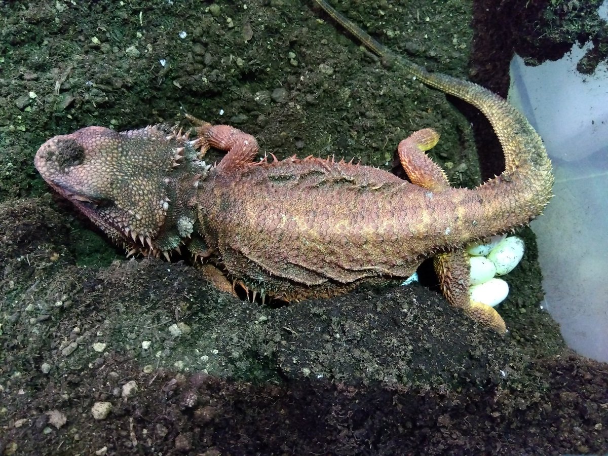 Moz_Spikyfam's tweet image. がんばれ✨
ママさん😆

#フトアゴヒゲトカゲ
#ダークレッド
#RM100％