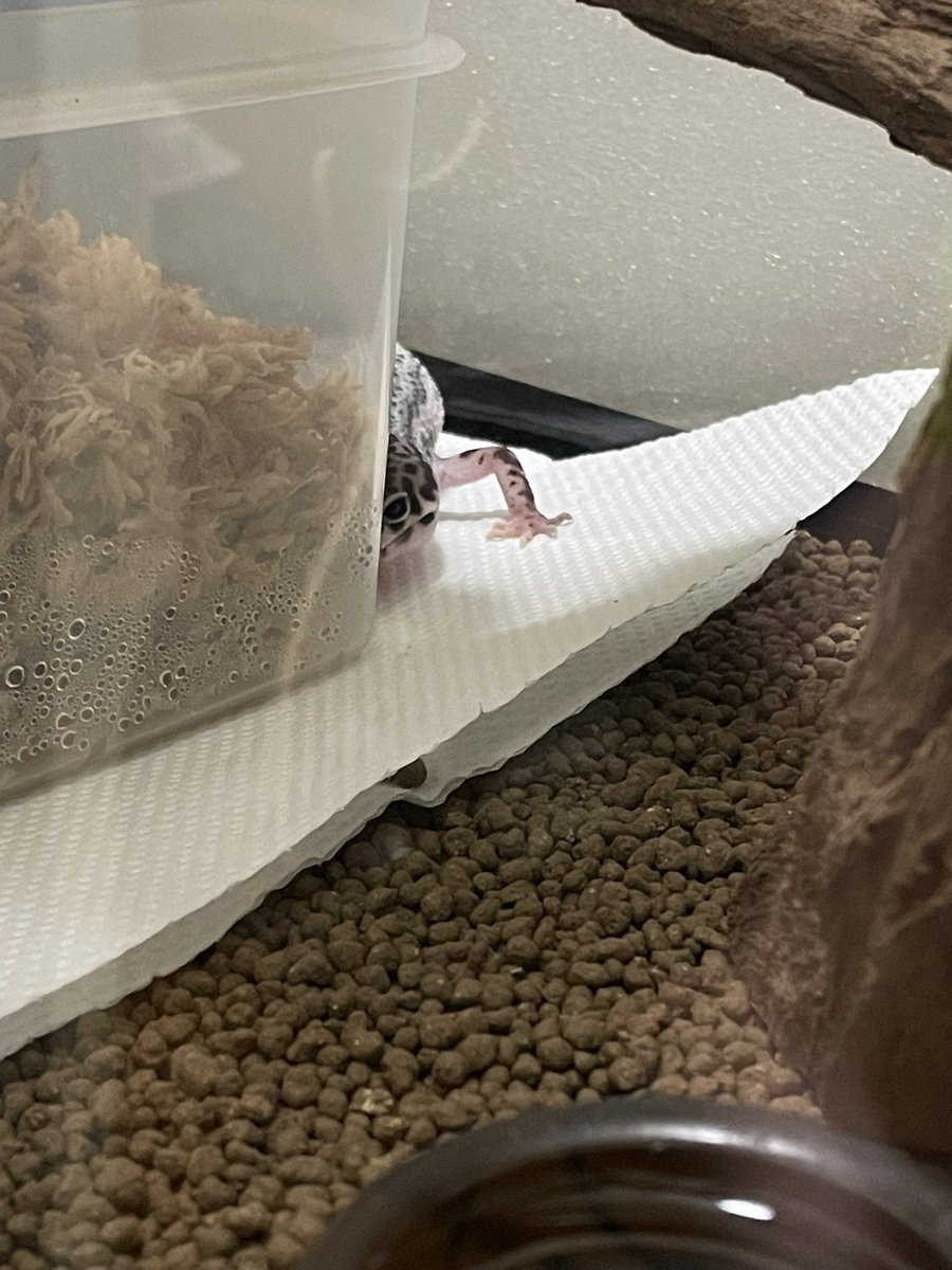 ひょっこり過ぎて🫶