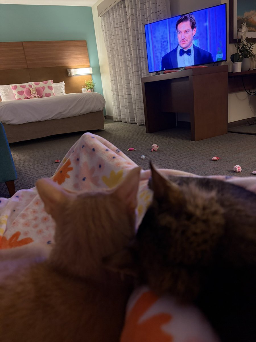 TheOneAbsolute's tweet photo. Keanu and Kaia are addicted to Southern Charm. 😽💕 https://t.co/0sm26xa3oQ