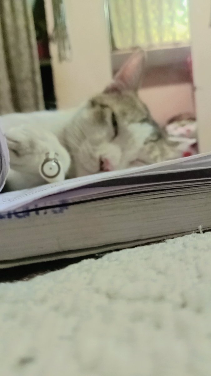 catsbeingcrazy's tweet photo. "i don't read books, I sleep on them"😼💤

#cats #staseratuttoèpossibile #PondPhuwin #CatsOnTwitter #CatsOnX #catnap #purrsday #books #fypシ゚viral #fypシ゚ #cattitude #catsbeingcrazy https://t.co/2RQlsIkvbw