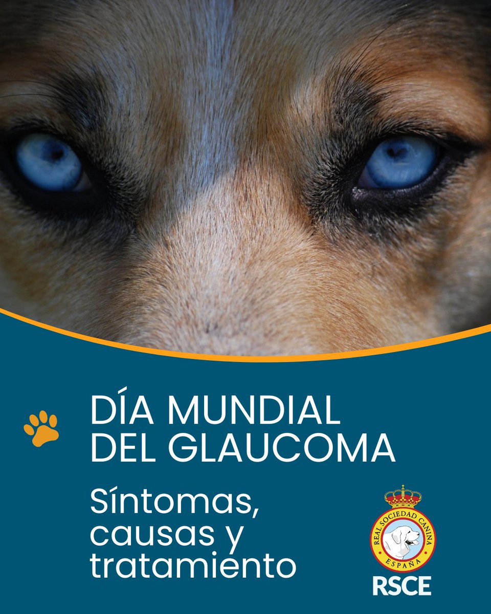 Real Sociedad Canina de España tweet media