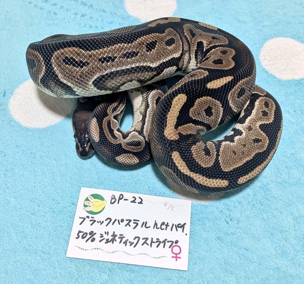 バナナ@バナナの家 tweet media