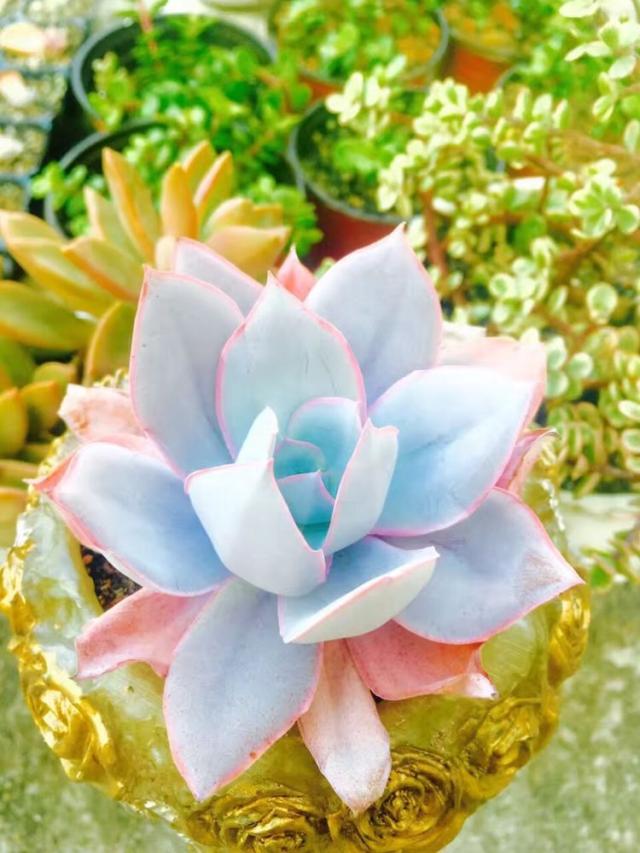 александр качур tweet media