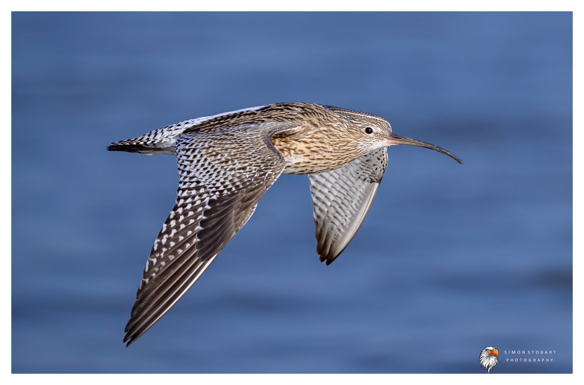 𝙎𝙞𝙢𝙤𝙣 𝙎𝙩𝙤𝙗𝙖𝙧𝙩 🦆🦉🦊 tweet media