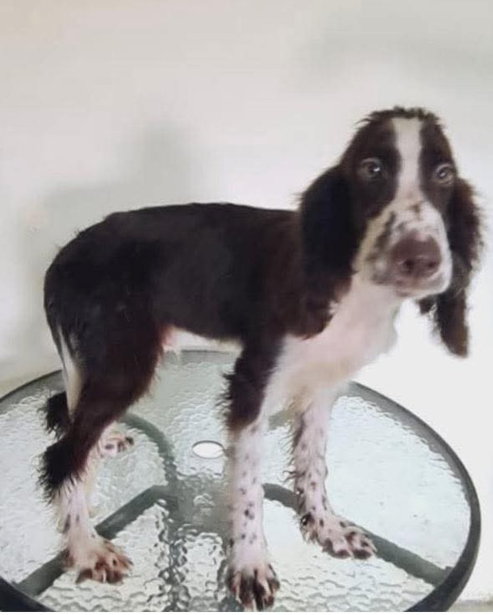 Claire Hopkin 🏴󠁧󠁢󠁷󠁬󠁳󠁿 tweet media